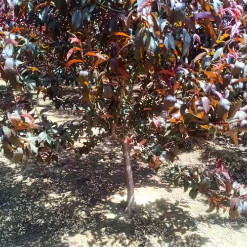 太陽李樹苗 太陽李 基地直發(fā)