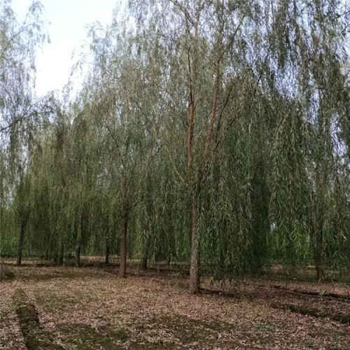 垂柳樹苗 垂柳 8-20公分垂柳 基地直發(fā)