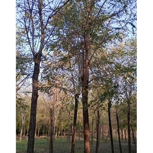 刺槐樹苗 刺槐 刺槐基地直發(fā)