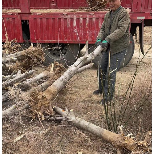 8公分占地蘋(píng)果樹(shù) 裸根蘋(píng)果樹(shù)便宜