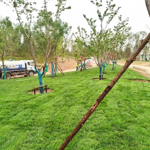 綠化養(yǎng)護(hù) 草坪植被綠化養(yǎng)護(hù)工程 播種草籽花籽