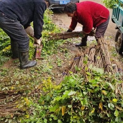 刺槐 刺槐價(jià)格  刺槐批發(fā)