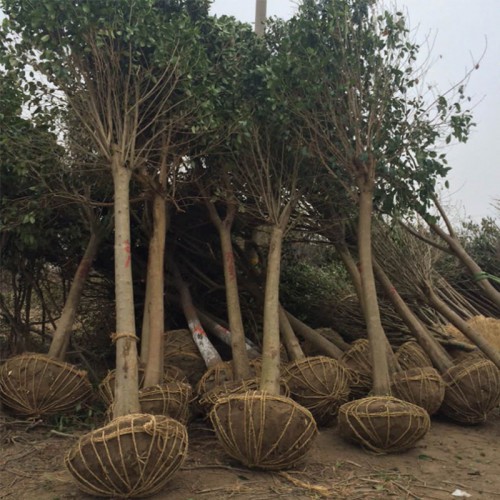 大葉女貞苗 大葉女貞樹苗價格