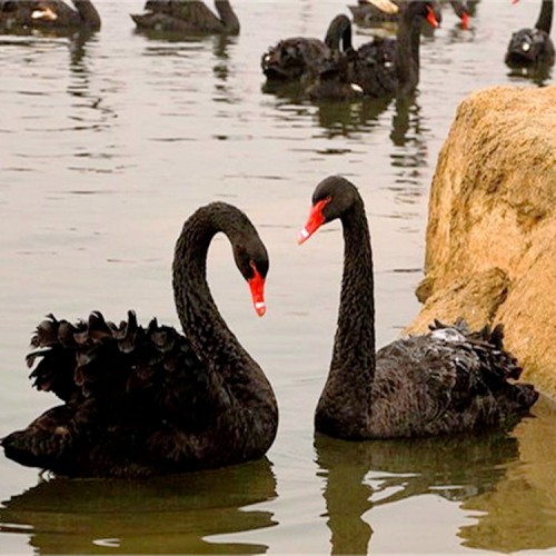 黑天鵝養(yǎng)殖場黑天鵝苗一對價(jià)格觀賞黑天鵝