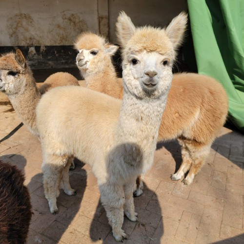 羊駝養(yǎng)殖場寵物小羊駝價(jià)格全國發(fā)貨