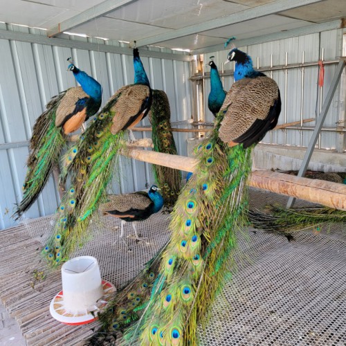 正規(guī)孔雀養(yǎng)殖場活體商品孔雀苗出售批發(fā)藍(lán)白孔雀