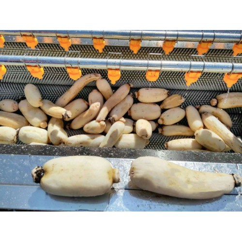 義康牌 毛棍清洗機 蘋果清洗機  土豆清洗機