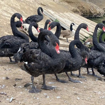 黑天鵝 黑天鵝苗 成年黑天鵝