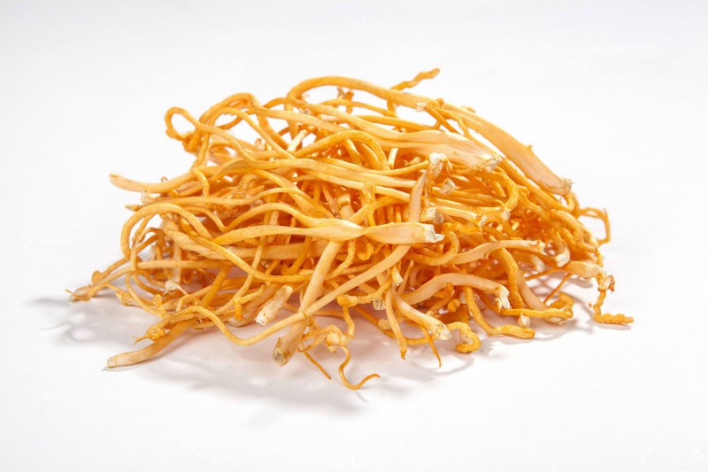 廣東蟲草子實體