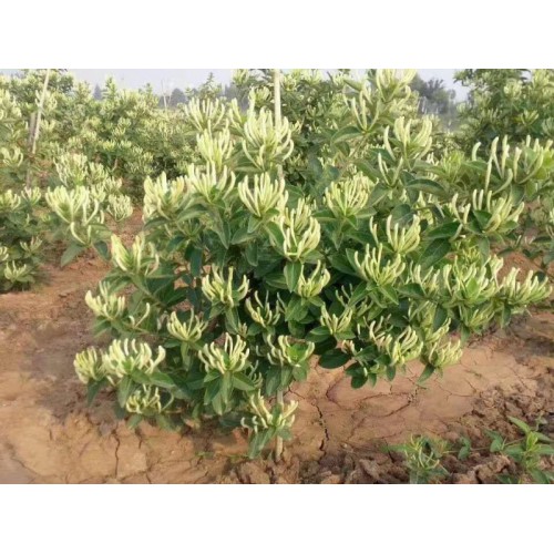 金銀花苗批發