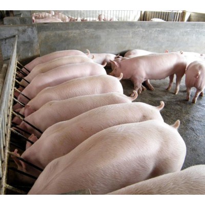 飼料檢測(cè) 飼料添加劑檢測(cè) 第三方檢測(cè)